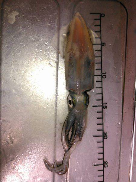 アオリイカが解禁